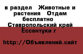  в раздел : Животные и растения » Отдам бесплатно . Ставропольский край,Ессентуки г.